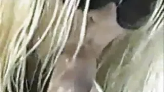 গোলাপী ভেজা ছিনতাই আ ...