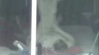ভবিষ্যৎ ছানা ডোনা বে ...